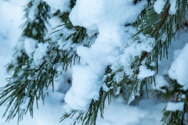 Noel ağaçlarıyla, buzla, Noel 'de ve yeni yılda kar yağan güzel kış manzarası.