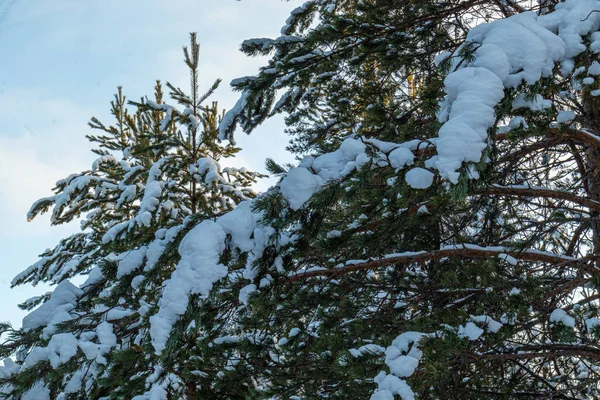 Красивый Зимний Пейзаж Елками Льдом Снегом Рождество Новый Год — стоковое фото