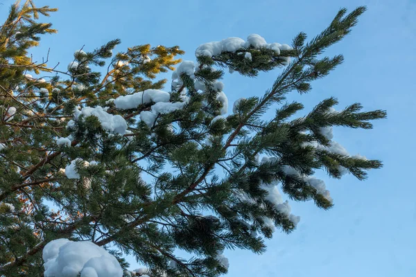Όμορφο Χειμερινό Τοπίο Χριστουγεννιάτικα Δέντρα Πάγο Χιόνι Χριστούγεννα Και Την Εικόνα Αρχείου