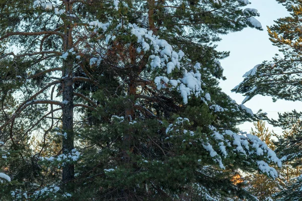 Красивый Зимний Пейзаж Елками Льдом Снегом Рождество Новый Год — стоковое фото