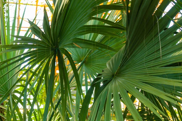 Verde Natural Plantas Grandes Bonitas Palmeiras Floresta Subtropical — Fotografia de Stock