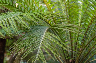 Palmiye, ağaç, tropik, gökyüzü, doğa, yeşil, sahil, palmiye ağacı, yaprak, seyahat, yaz, ada, bitki, tatil, yapraklar, egzotik, palmiyeler, cennet, ağaçlar, subtropik alanlar, tropik ormanlar,