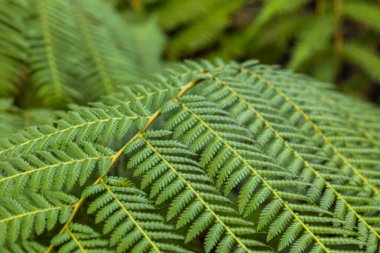 güzel, doğal, parlak, büyük yeşil bitkiler, tropikal, tropikal ormanlarda eğreltiotları