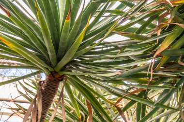 Tropikal, subtropikal bir ormanda güzel, doğal, yeşil, büyük palmiye ağaçları