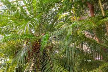 Tropikal, subtropikal bir ormanda güzel, doğal, yeşil, büyük palmiye ağaçları