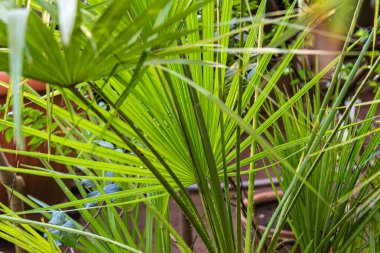 Tropikal, subtropikal bir ormanda güzel, doğal, yeşil, büyük palmiye ağaçları