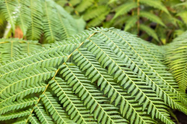 美しく 自然が美しく 明るく 大きな緑の植物 亜熱帯のシダ 熱帯雨林 — ストック写真