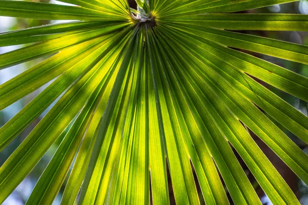 Красивые Естественные Зеленые Большие Пальмы Лесах Расположенных Деревьями — стоковое фото