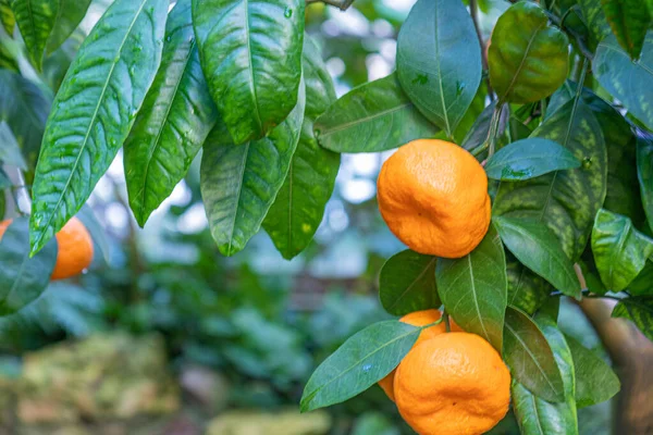 Beautiful Natural Orange Fresh Fruit Tangerines Tree Subtropical Garden — Stock Photo, Image