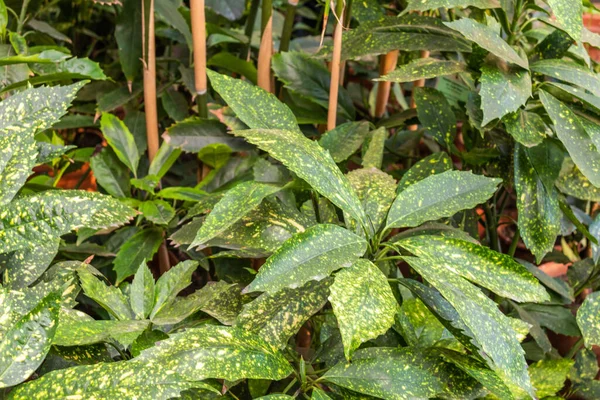 Красиві Зелені Природні Яскраві Рослини Субтропічному Тропічному Лісі — стокове фото
