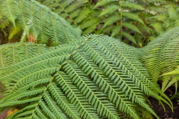 美しく 自然が美しく 明るく 大きな緑の植物 亜熱帯のシダ 熱帯雨林 — ストック写真