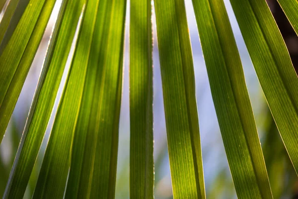 Mooi Natuurlijk Groen Grote Palmbomen Een Tropisch Subtropisch Bos — Stockfoto