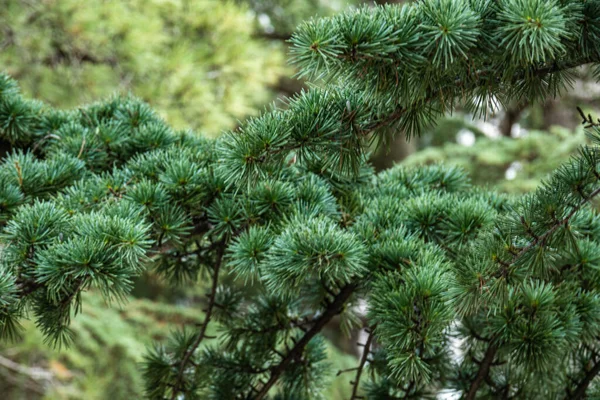 Schöner Natürlicher Grüner Nadelbaum Umweltfreundlicher Baum Kiefer Subtropischem Wald — Stockfoto