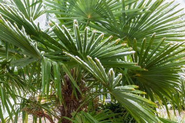 Subtropik bölgelerde nadir görülen bir hava olayı, kışın palmiye ağaçları.