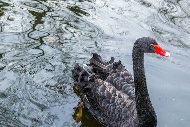 Güzel siyah kuğu gölette yüzüyor.