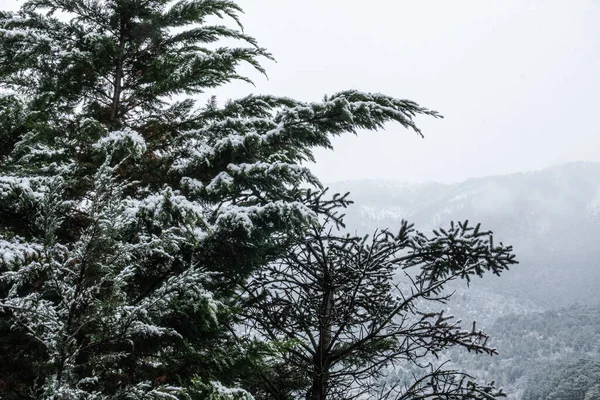 güzel dağ manzarası, kışın bitkilerle sisli, bulutlu, karlı