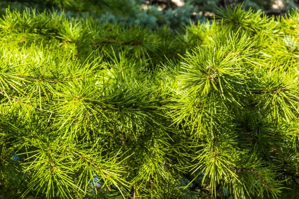 Mooi Natuurlijk Fris Groene Naaldboom — Stockfoto