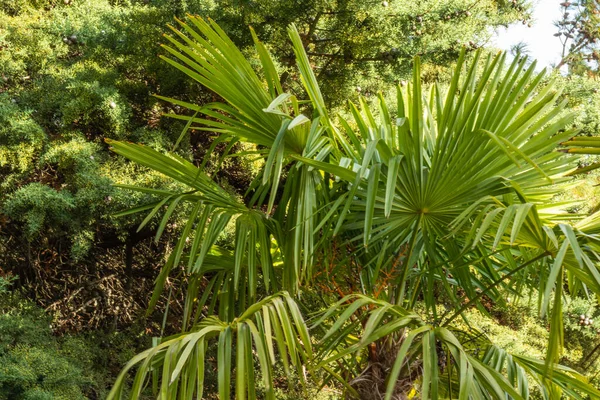 Belas Naturais Frescas Palmeiras Verdes Plantas Nos Subtrópicos — Fotografia de Stock