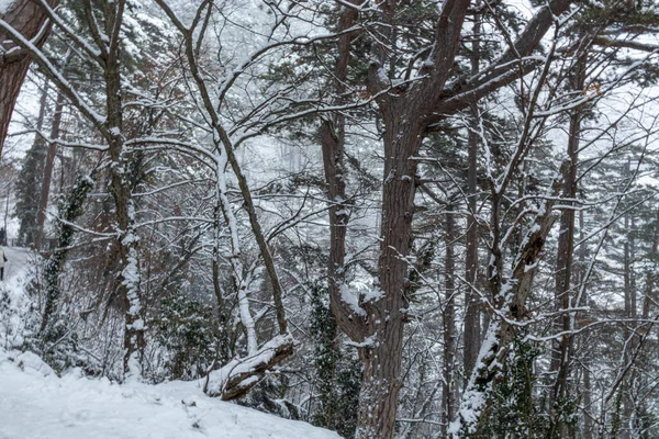 Красивый Зимний Пейзаж Горах Деревьями Растениями Скалами Снегом Падающим Холодную — стоковое фото