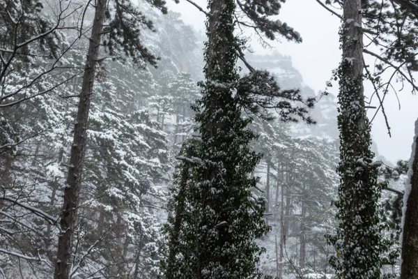 Красивый Зимний Пейзаж Горах Деревьями Растениями Скалами Снегом Падающим Холодную — стоковое фото