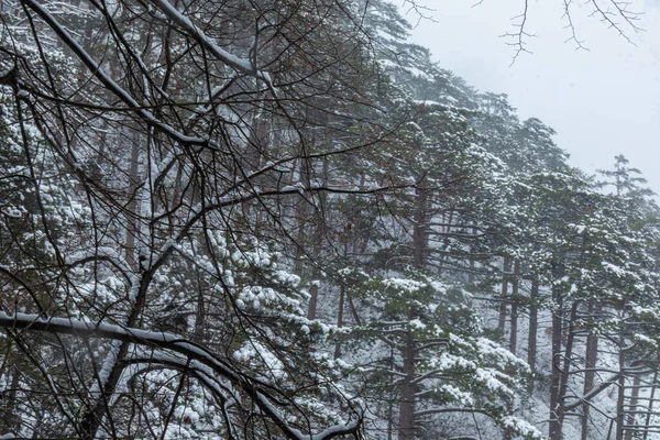 Dağlarda güzel kış manzaraları, ağaçlar, bitkiler, kayalar, soğuk havada düşen kar.