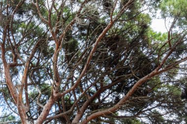 güzel, sıradışı, büyük, yeşil kozalaklı ağaç gökyüzü zemininde