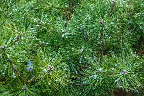 Красиве Свіже Зелене Хвойне Дерево Снігом Взимку Морозну Погоду — стокове фото