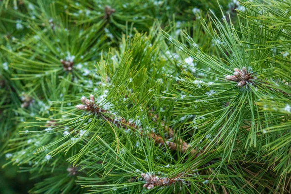 Beau Frais Vert Conifères Arbre Avec Neige Hiver Par Temps — Photo