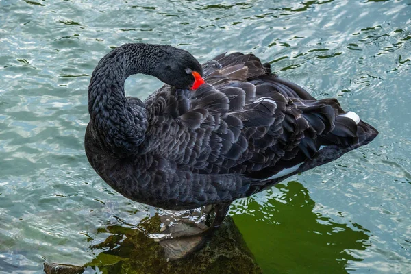 wild beautiful, big bird, black swan standing in the water