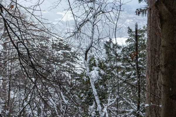 Красивый Пейзаж Зимой Горах Деревья Растения Холодную Погоду Падающий Снег — стоковое фото