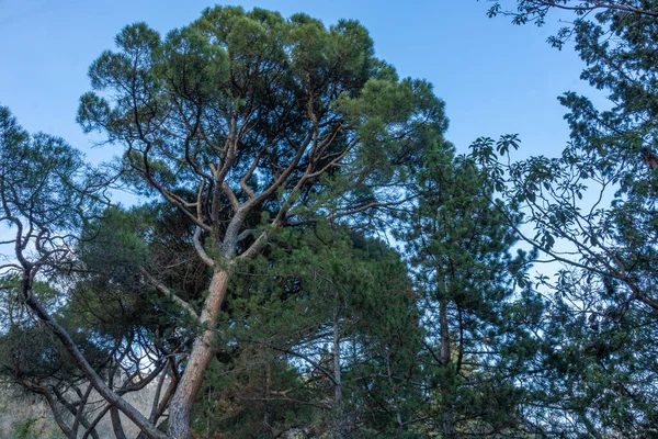Bellissime Naturali Verdi Conifere Contro Cielo Blu — Foto Stock
