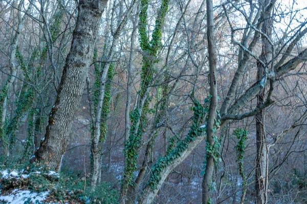 Güzel, sıra dışı, kışın karlı dağlarda doğal ağaçlar.