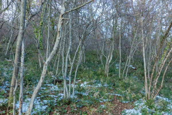 冬は雪に覆われた山の中の珍しい自然樹 — ストック写真