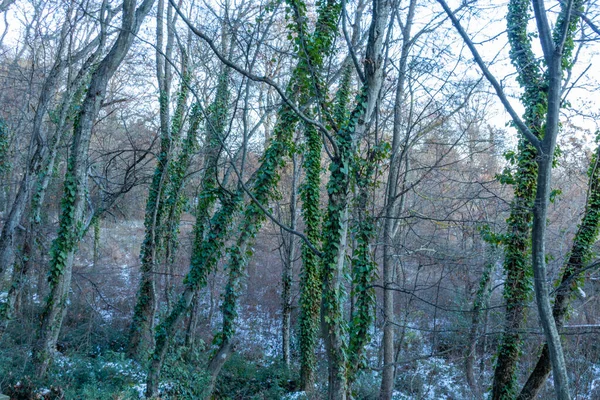 Schöne Ungewöhnliche Natürliche Bäume Den Bergen Mit Schnee Winter — Stockfoto