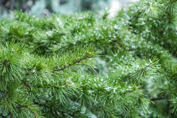 Красиве Зелене Природне Хвойне Дерево Снігом Взимку Холодну Погоду Різдво — стокове фото