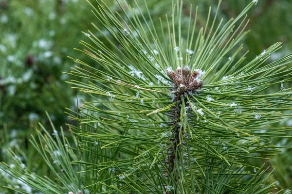 Beau Vert Arbre Conifères Naturel Avec Neige Hiver Par Temps — Photo