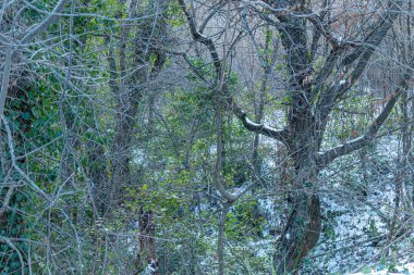 Güzel, doğal bitkiler ve ağaçlar soğuk kış yolculuklarında dağlarda