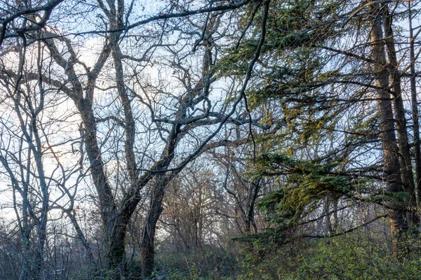 Piękne Naturalne Rośliny Drzewa Górach Mroźną Zimę — Zdjęcie stockowe