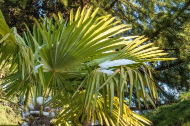 Tropiklerde alışılmadık, nadir hava, palmiye ağaçlarında kar, soğuk havada kışın bitkiler