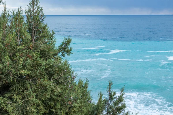 Dalgalı, mavi deniz, gökyüzü ve yeşil, öğleden sonra büyük, doğal ardıç ağacı
