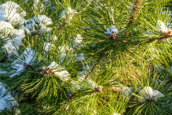 Hermoso Árbol Coníferas Verde Natural Con Nieve Clima Frío Invierno —  Fotos de Stock