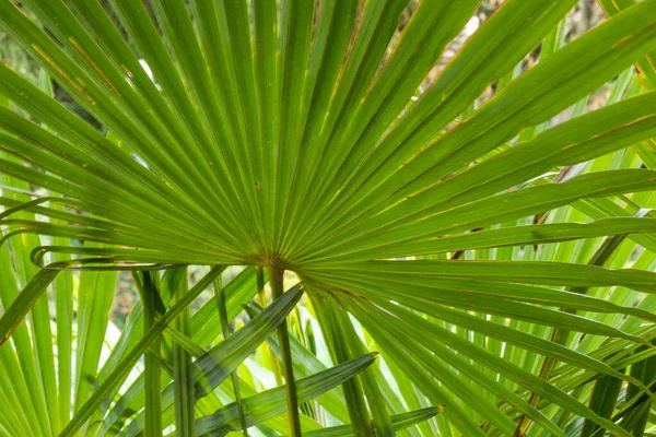 良い日に亜熱帯の美しい緑自然大きなヤシの木や植物が — ストック写真