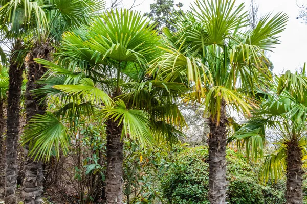 Schöne Grüne Natürliche Große Palmen Und Pflanzen Den Subtropen Einem — Stockfoto