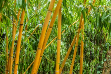 Güzel, taze, doğal, yeşil bambu çalılıkları iyi bir günde subtropik bölgelerde