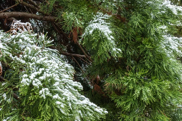 Kışın soğuk havada, tropik bölgelerde, ağaçlarda ve bitkilerde alışılmadık, nadir bir hava.