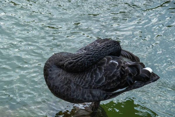 Belo Grande Raro Pássaro Selvagem Cisne Negro Uma Lagoa Limpando — Fotografia de Stock