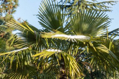 Tropik bölgelerde nadir hava, bitkiler, kardaki palmiye ağaçları, kışın soğuk bir günde seyahat etmek.