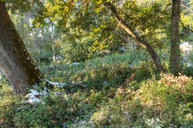 Güzel, doğal ağaçlarla, bitkilerle, ormandaki karla, kışın dağlarla güzel bir yolculuk.