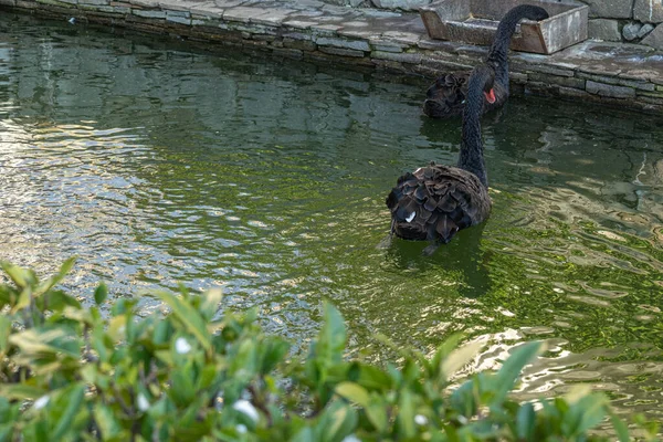 珍しい 美しい 野生の鳥黒い白鳥の池は素晴らしい一日に — ストック写真