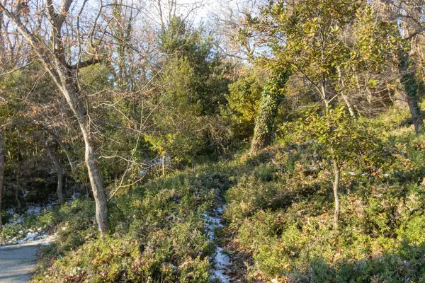 Landschaft Mit Schönen Natürlichen Bäumen Pflanzen Schnee Wald Berge Winter — Stockfoto